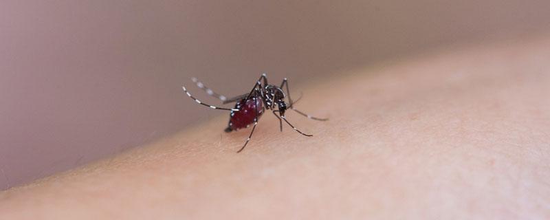 蚊子为什么吸血会起包（蚊子吸血后为什么会起包）