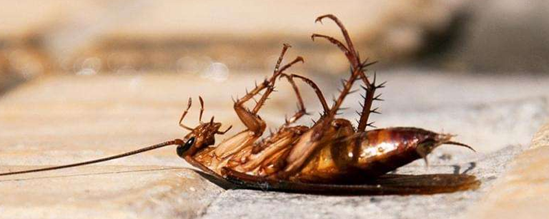 如何让蟑螂不靠近床 如何让蟑螂不靠近床开灯有用吗