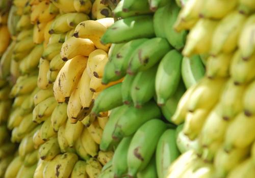 芭蕉可以治便秘吗 香蕉治便秘还是芭蕉