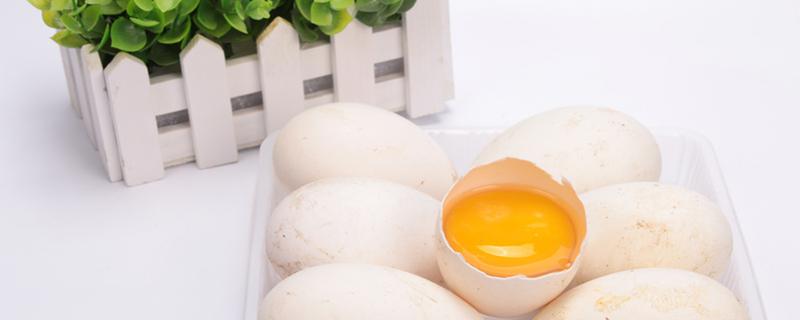 吃鹅蛋清会胖吗 吃鹅蛋清能补蛋白质吗