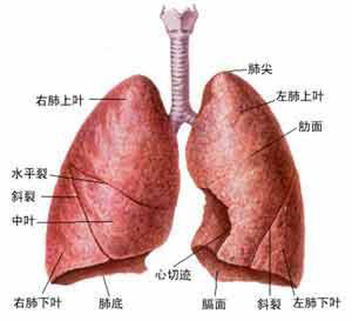 肺部小结节是什么（肺部小结节是什么引起的）