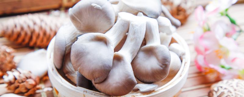 炸蘑菇用土豆淀粉还是玉米淀粉（炸蘑菇用土豆淀粉还是玉米淀粉好）