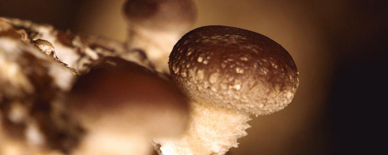 香菇的根部能吃吗 香菇的根部有毒吗