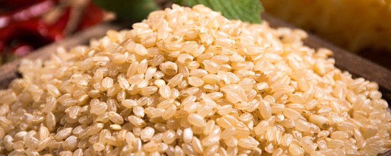 糙米可以代替大米饭吗 糙米要泡多久才能煮饭