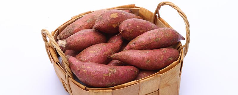 只吃红薯可以减肥吗 吃二十天红薯瘦多少