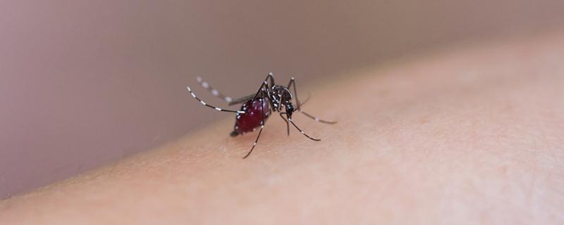 蚊子包和痘痘的区别 怎么区别痘痘和蚊子包