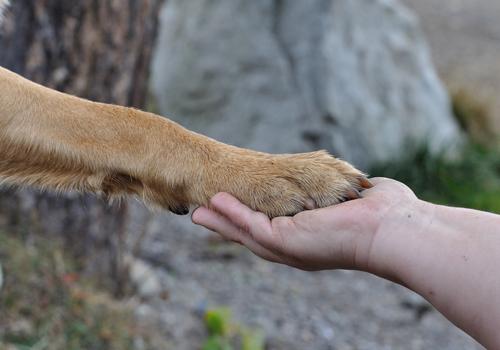 狂犬疫苗多久产生抗体（狗狗打了狂犬疫苗多久产生抗体）