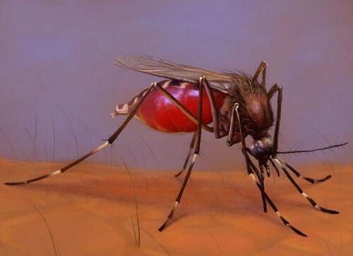 蚊子会传播哪些疾病（蚊子会传播哪些疾病呢）