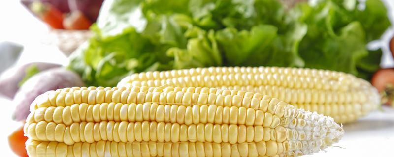 玉米里面含有蛋白质吗 玉米有什么功效与作用