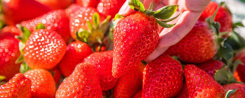 草莓一次吃多少合适 草莓吃多了会怎样
