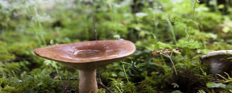 怎样判断蘑菇有毒还是没毒 怎么判断蘑菇有没有毒