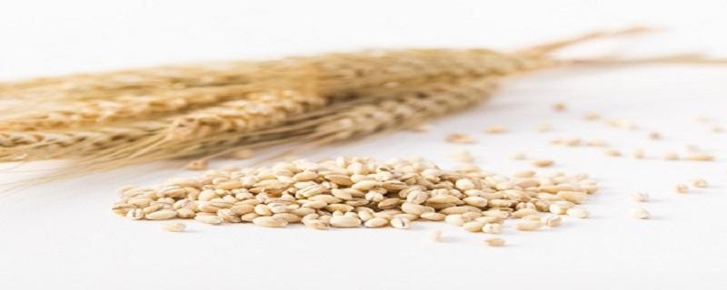 小麦可以做什么 小麦怎么做好吃