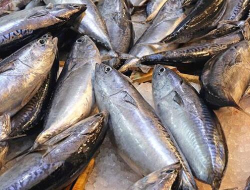 金枪鱼的营养价值 蓝鳍金枪鱼的营养价值