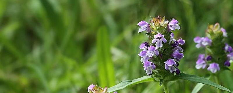 夏枯草有毒吗 夏枯草用量多少克为宜