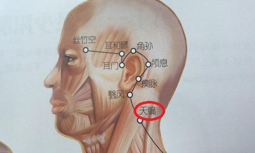 天牗的准确位置图 天突的准确位置图片