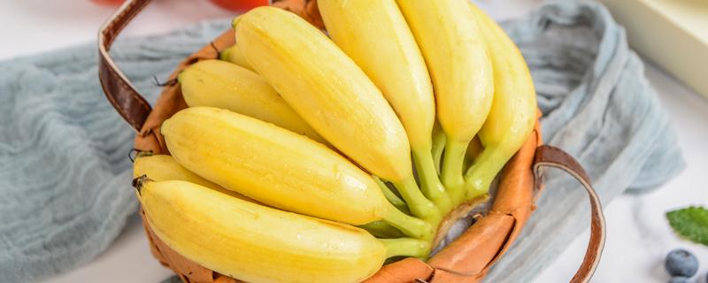 米蕉和香蕉哪个好 小米蕉到货后如何催熟