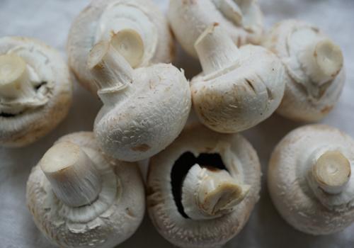白灵菇的功效与作用 白灵菇的功效与作用及禁忌