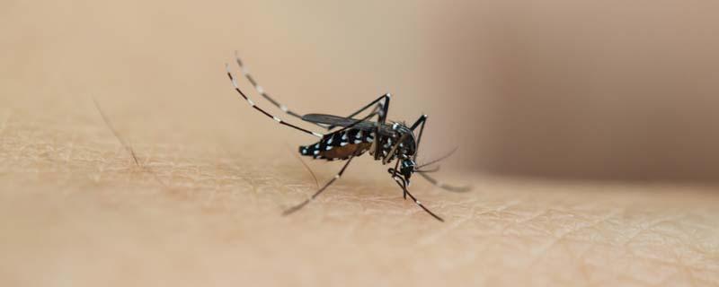 氢氧化钠可以杀死蚊虫卵吗 二氧化氯能灭蚊吗
