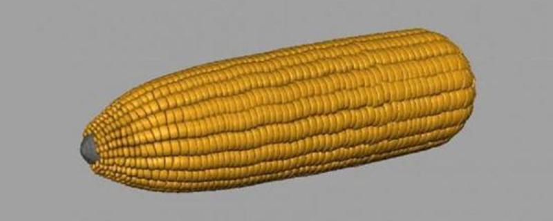 玉米营养价值及功效 玉米的禁忌
