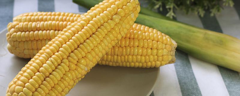 玉米是否属于发物 甜玉米是转基因的吗