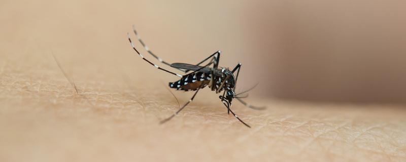 夏天蚊子多用什么驱蚊最安全卫生（夏天用什么防蚊子）
