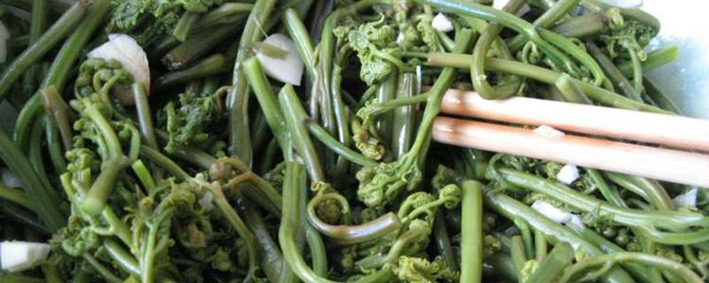 蕨菜怎么吃 蕨菜致癌是真的吗