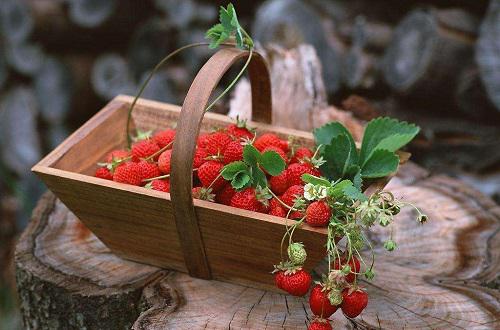 吃草莓恶心怎么回事 草莓中毒症状