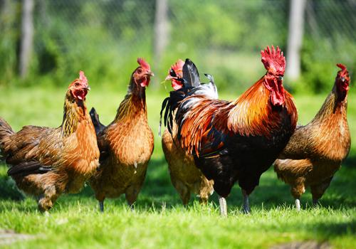 H7N9鸡的症状表现 如何避免买到病鸡