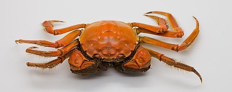 为什么螃蟹煮熟了会变红色 吃螃蟹为什么要喝黄酒