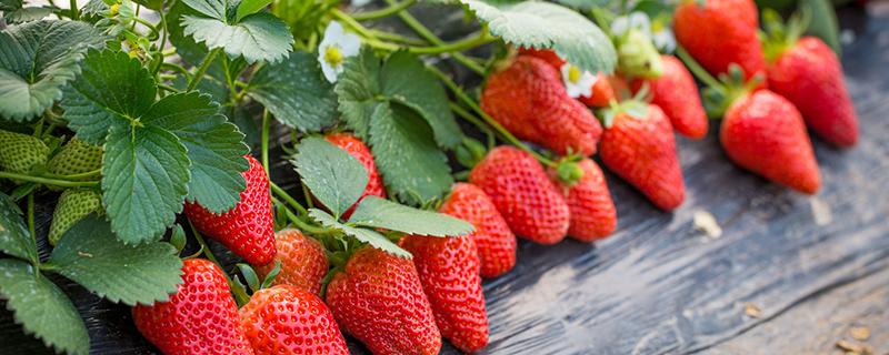 草莓什么时候成熟 草莓什么时候上市