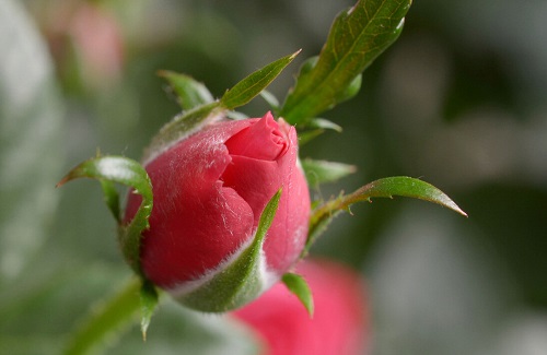 玫瑰花，给你的不只是浪漫