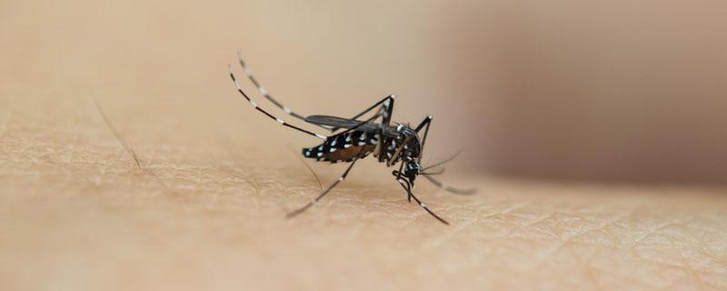 蚊子隔着蚊帐叮怎么办 手隔着蚊帐经常给蚊子叮