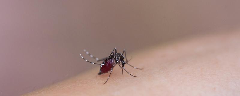 蚊子不咬什么血型的人 蚊子不咬什么血型的人不能生育