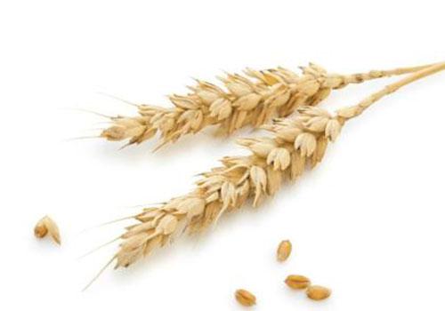 小麦的营养价值