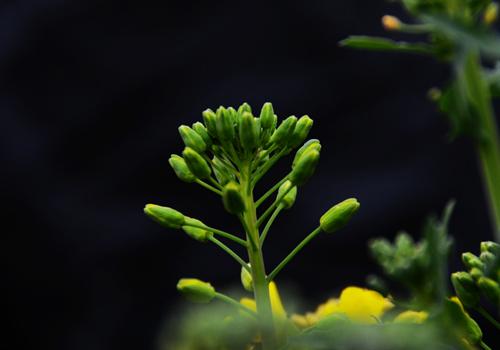 油菜可以生吃吗 油菜生吃好还是熟吃好