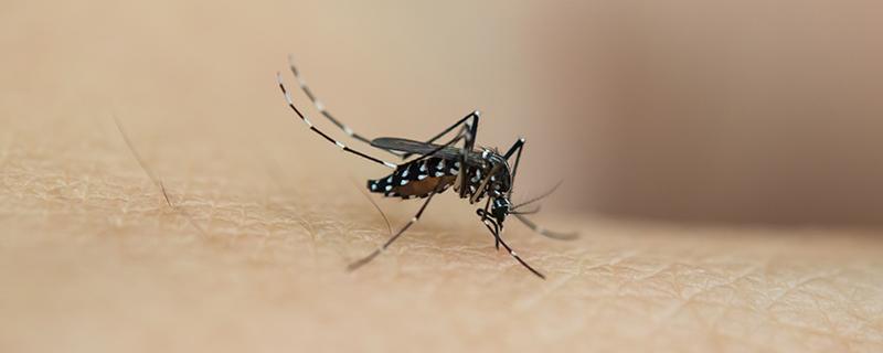 蚊子咬了包挤出来的是毒水不 蚊子叮咬后挤出毒水