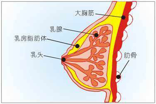 乳腺癌转移能活多久（乳腺癌转移能活多久?主要与这4个因素有关）