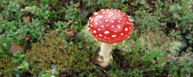 毒蘑菇用手摘会中毒吗 摘蘑菇有毒吗