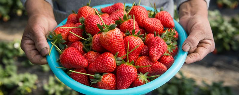 草莓能不能放冰箱 草莓不放冰箱一晚上会坏吗