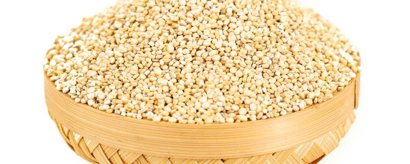 藜麦的副作用（吃藜麦有什么功效和副作用）