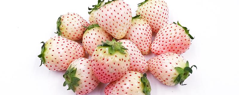 菠萝莓是什么颜色的 草莓有巧克力味的吗