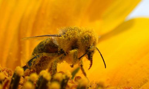 花粉过敏可以吃花粉吗（花粉过敏能不能）