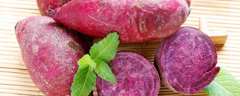 紫薯不能与什么同食 紫薯怎样吃最好