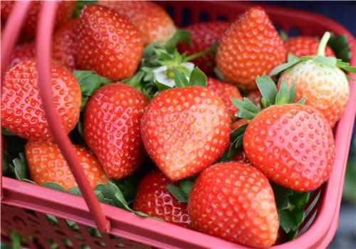 糖尿病可以吃草莓吗 妊娠期糖尿病可以吃草莓吗