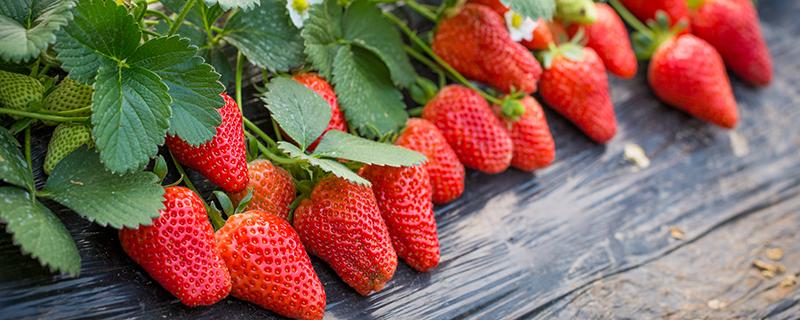 草莓能和豆浆一起吃吗 草莓不能和什么一起吃