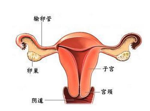 输卵管疏通后多久怀孕 输卵管疏通后多久怀孕比较好