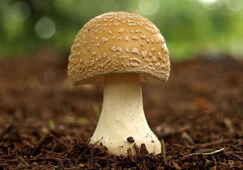 干煸蘑菇（干煸蘑菇最简单的做法）