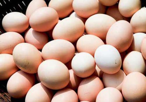 对鸡蛋过敏可以吃鸡肉吗