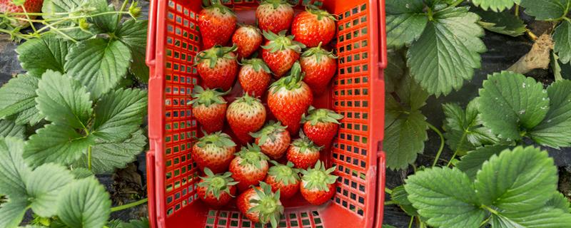 草莓怎么吃不酸 草莓红了为什么吃起来是酸的