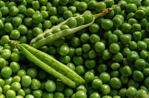 扁豆能不能生吃 扁豆中毒的症状